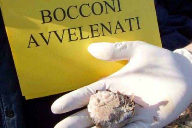 Bocconi avvelenati a Milano