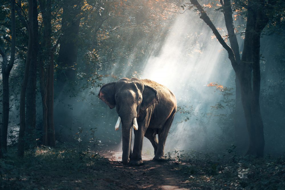 Lo zoo di Porta Venezia: Bombay, l'elefante indiano di Milano